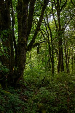Eğreltiotları ve yosunlarla kaplı ormandaki çam ağaçları