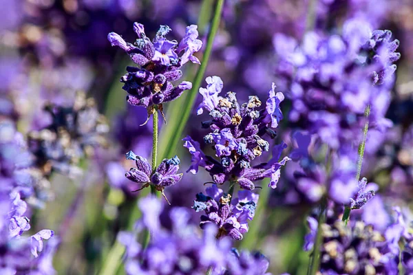 Flores de lavanda roxas brilhantes em plena floração em uma fazenda — Fotografia de Stock