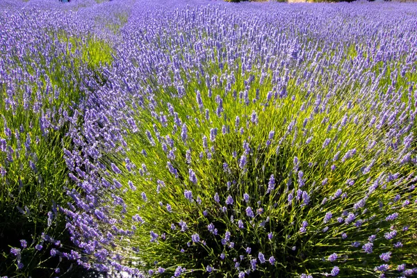 Flores de lavanda roxas brilhantes em plena floração em uma fazenda — Fotografia de Stock