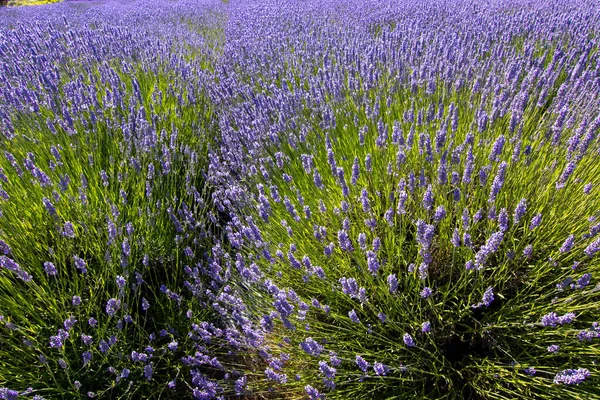 Flores de lavanda roxas brilhantes em plena floração em uma fazenda — Fotografia de Stock