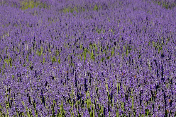 Flores de lavanda púrpura brillante en plena floración en una granja —  Fotos de Stock