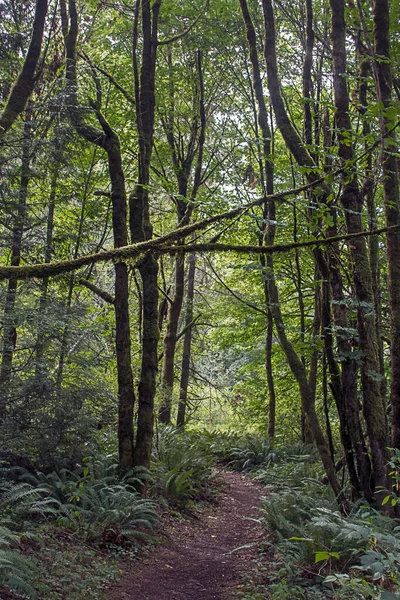 Сосны в лесу, покрытом папоротниками и мхом — стоковое фото