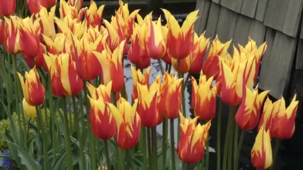 Rote und gelbe Blütenblätter von Tulpen in voller Blüte — Stockvideo