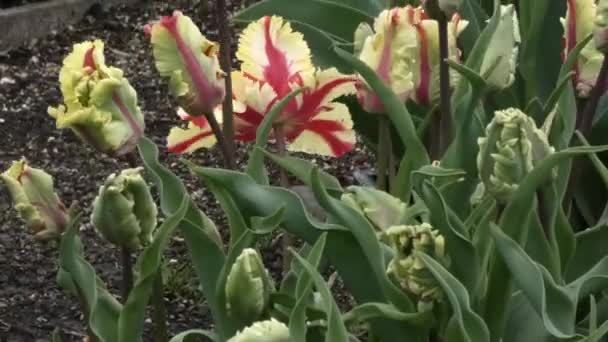 Pétalas vermelhas e amarelas de tulipas em plena floração — Vídeo de Stock