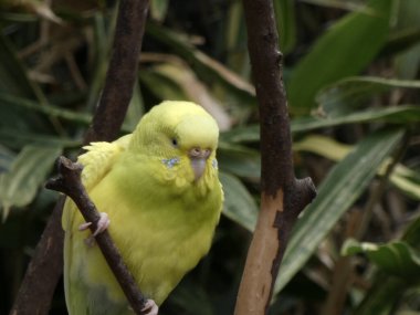 Parlak sarı muhabbet kuşu ağaç dalına bakıyor.