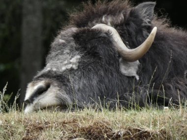 Misk öküzü çimen tepesinde uyuyor.