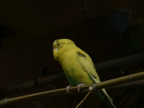 Klein geel budgie op een tak tegen zwarte achtergrond — Stockfoto