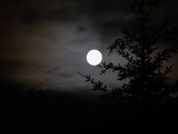 Full moon through clouds and pine tree — Stock Photo, Image