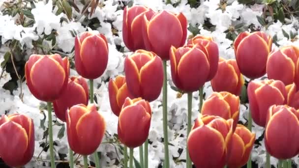 Röda och gula kronblad av tulpaner i full blom — Stockvideo