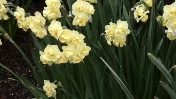 Witte en gele lente bloeit over diep groen — Stockvideo