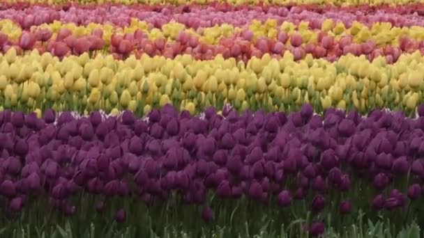 Strepen van kleurrijke tulpen in het voorjaar — Stockvideo