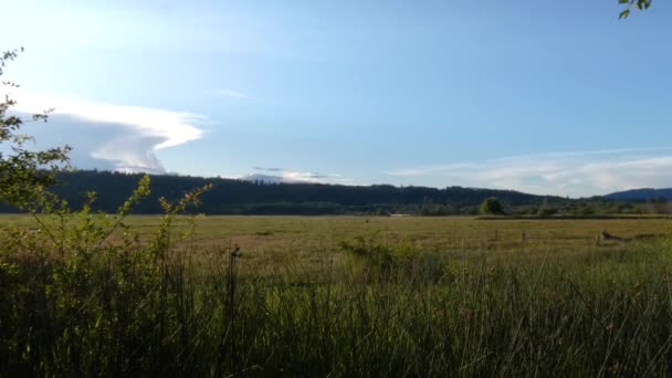 Trawiaste pastwiska wczesnym latem pod niebem — Wideo stockowe