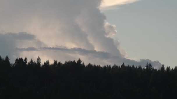 's Avonds bos met zwaluwen vliegen in de lucht — Stockvideo