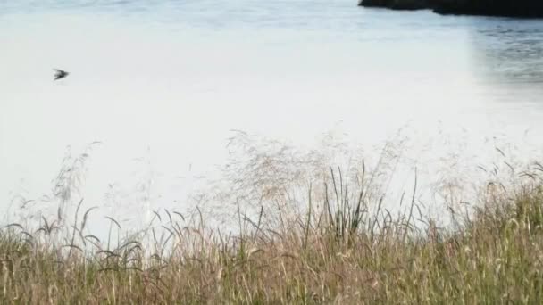 Pequeñas golondrinas volando sobre humedales y campos herbáceos — Vídeo de stock