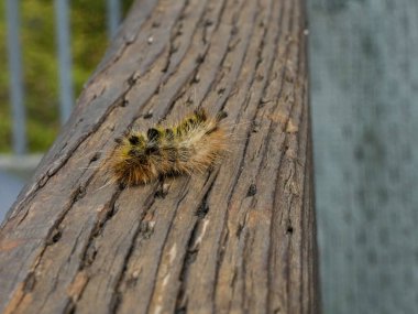 Büyük sarı tırtıl ahşap korkuluklar boyunca sürünüyor.