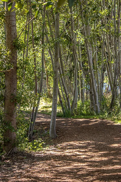 Path through woods under tree tops — Stock Photo, Image