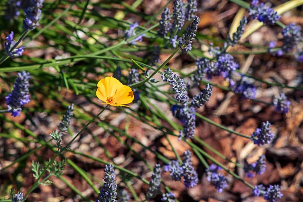 Único papoila califórnia contra lavanda roxa — Fotografia de Stock