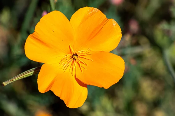 Апельсиновый калифорнийский мак растет в зеленой траве — стоковое фото