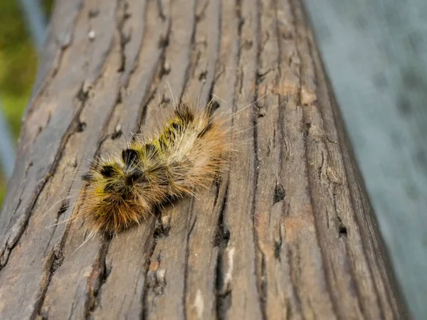 Large yellow caterpillar crawling along wooden railing — Stock Photo, Image