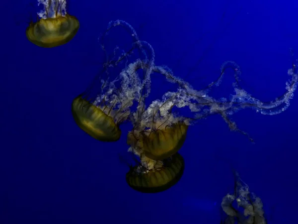 Medusas nadando en un tanque de agua azul —  Fotos de Stock