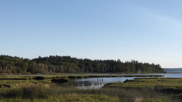 Kleine zwaluwen die over wetlands en grasvelden vliegen — Stockvideo