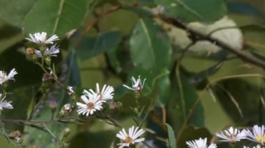 Asterlar yazın yapraklı küçük bir çalıya dönüşürken