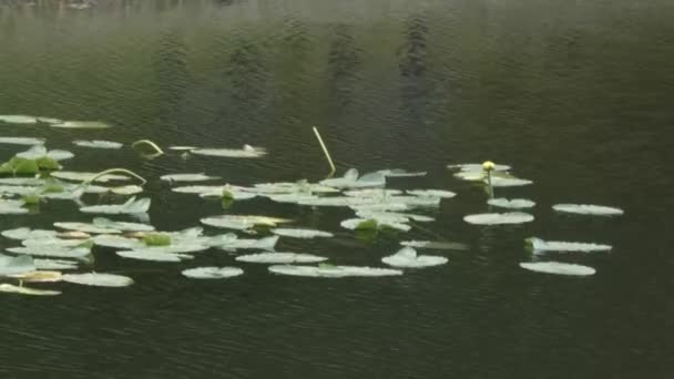 Lilie polštářky plovoucí na hladině jezera — Stock video