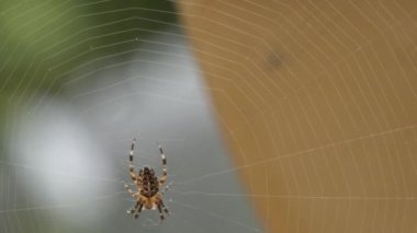 Ağında büyük küre dokumacı örümcek