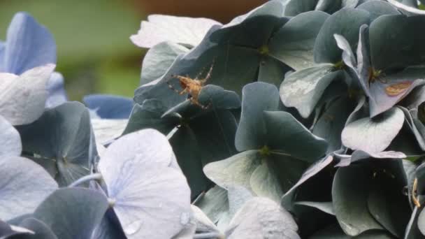 Large orb weaver spider in its web — Stock Video