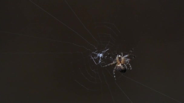 Nagy gömb takács pók a hálójában — Stock videók