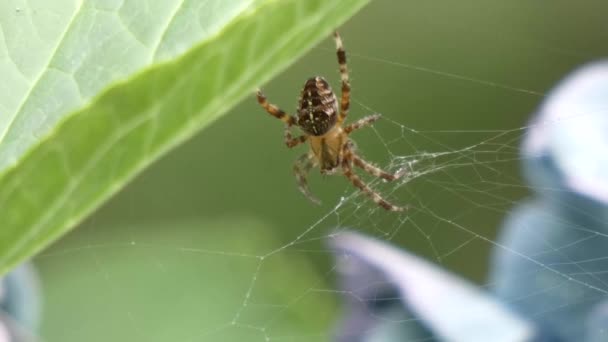 Grote orb weaver spin in zijn web — Stockvideo