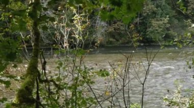 Somon nehri sonbaharda sığ sularda yavaşça akıyor.