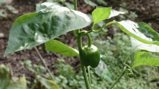 Malý nezralý paprika rostoucí na mladé rostliny — Stock video