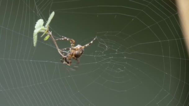 Araña tejedora orbe grande en su tela — Vídeo de stock