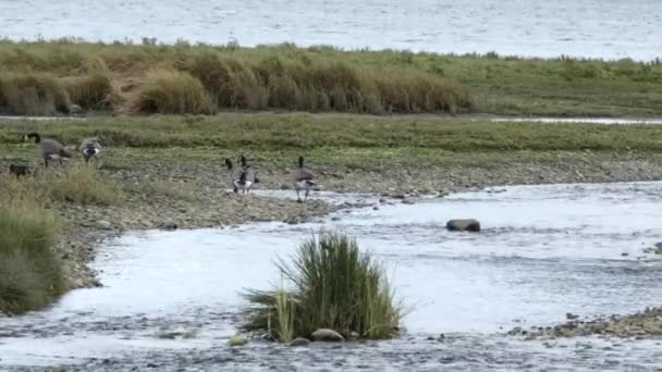 Bir grup Kanadalı kaz hızlı su etrafında yürüyor. — Stok video