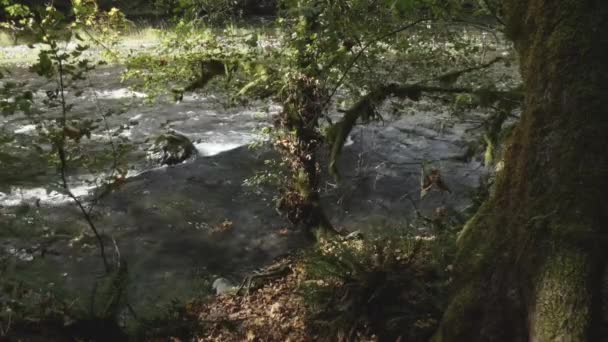 Rio pacífico noroeste correndo por bosques musgosos — Vídeo de Stock