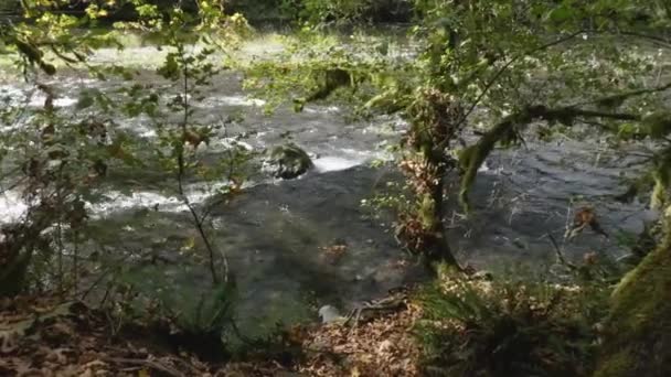 Тихая северо-западная река, устремленная мшистыми лесами — стоковое видео
