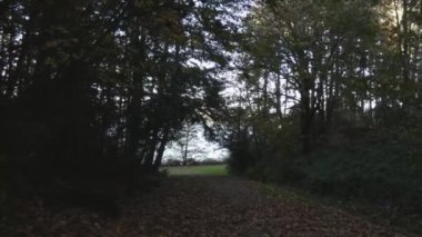 Akçaağaç yaprakları sonbaharda etrafa saçıldı.