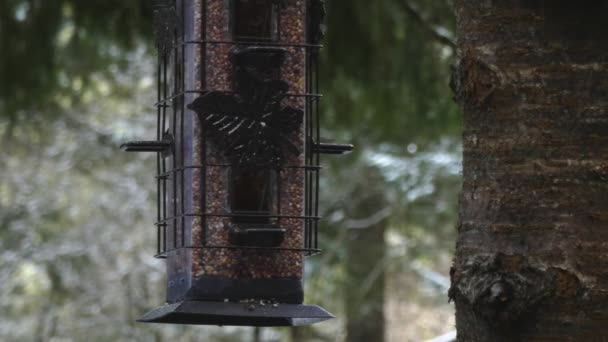 Alimentador de aves pendurado no meio do inverno com vários pássaros — Vídeo de Stock