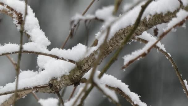 Slaskig snö faller stapla upp på grenar — Stockvideo