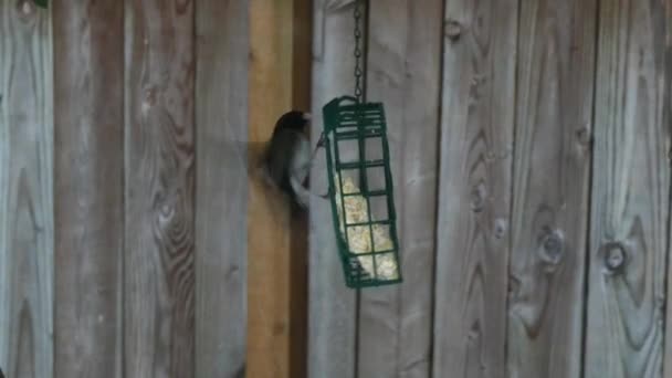 Mangeoire à oiseaux suspendue au milieu de l'hiver avec divers oiseaux — Video