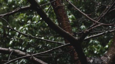 Şiddetli yağmurda süzülen su damlacıkları