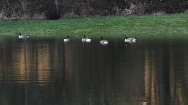 Büyük bir Kanada kaz sürüsü sel suyunun tadını çıkarıyor.