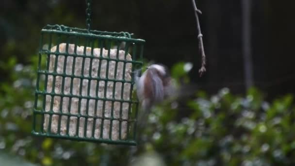 Alimentador de aves colgando en pleno invierno con varias aves — Vídeos de Stock