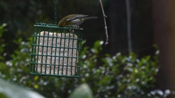 Alimentador de aves colgando en pleno invierno con varias aves — Vídeo de stock