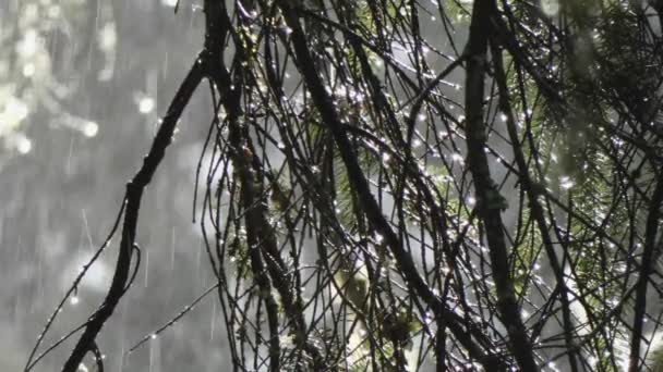 Krople wody przylegające i opadające w ulewnym deszczu — Wideo stockowe