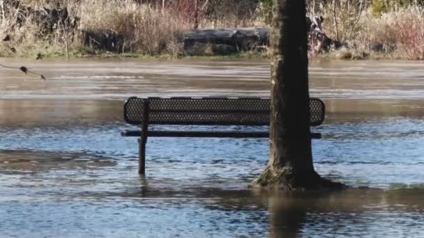 Городской парк затопленный после сильного дождя — стоковое видео