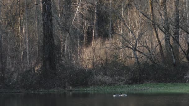 Un grand groupe d'oies et d'oies du Canada qui profitent des eaux d'inondation — Video