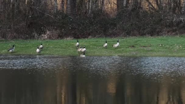 Una gran agrupación de gansos canadienses que disfrutan del agua de inundación — Vídeo de stock