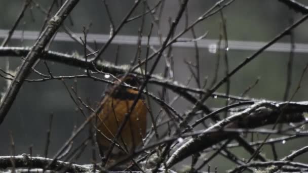 Rotkehlchen hockt in einem Baum — Stockvideo